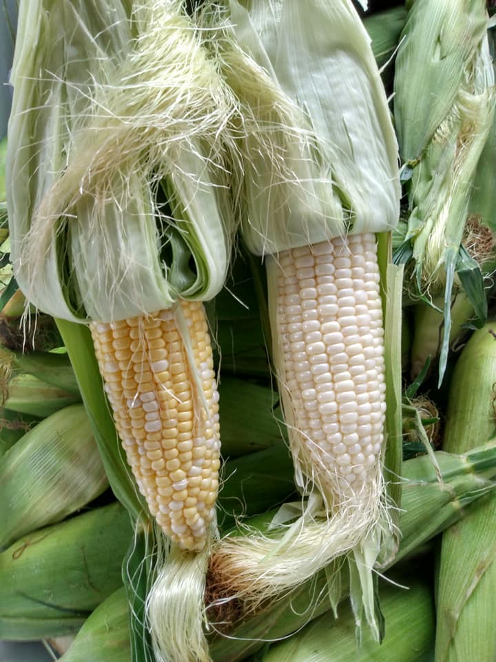 Ears of Corn 1